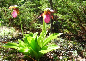 MoccasinFlower
