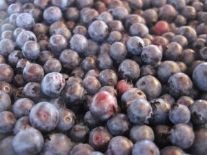 Wild blueberries[1]_0