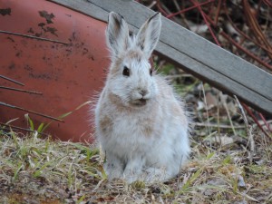 snowshoe hare 015